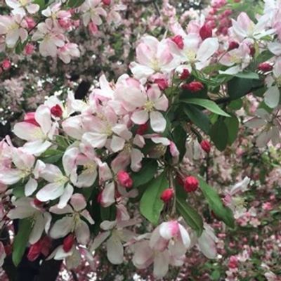 pink spring flowers in bloom