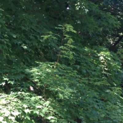 Tree providing shade and green coolness on a sunny day