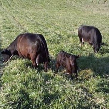 Aberdeen Cows & Heifer Sales