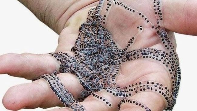 Cane Toad Eggs