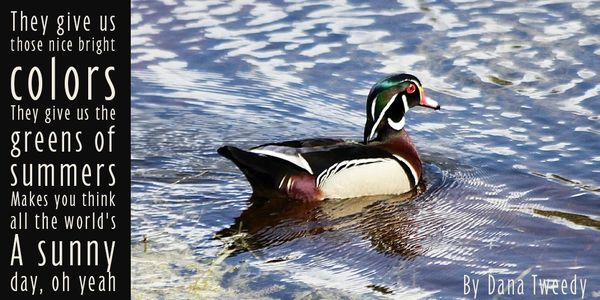 Wood Duck swimming