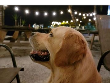 Dog on patio