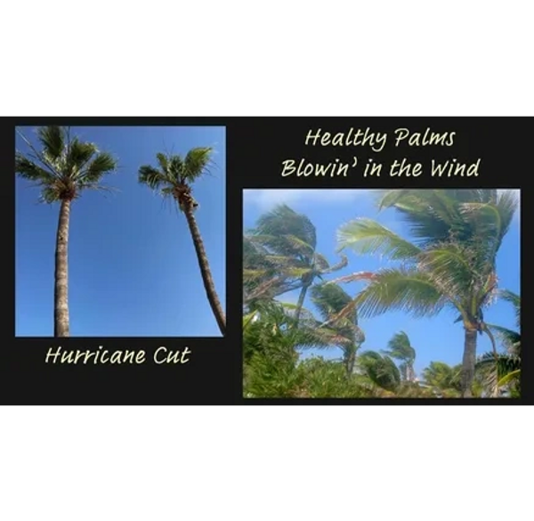 Hurricane Palm tree cut