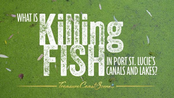 what is killing fish in port st lucie