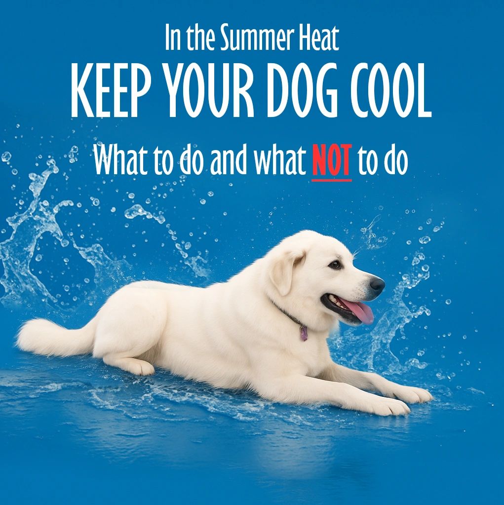 Keep Your Dog Safe and Cool in the Summer Heat