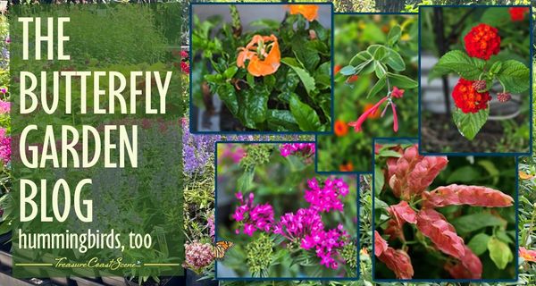 Butterfly garden blog