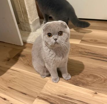 A cute gray Scottish Fold cat with big round eyes sitting on a wooden floor.