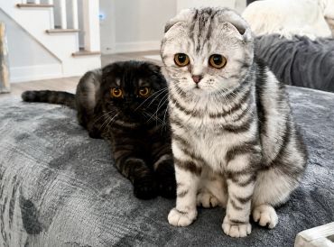 Two cats sitting on a gray surface indoors.
