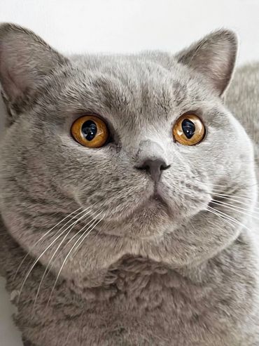 Close-up of a gray cat with striking amber eyes.