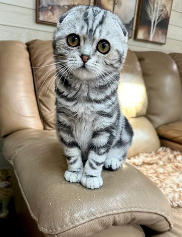 A Scottish Fold kitten with big eyes sitting on a leather couch.