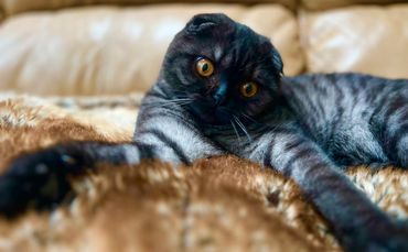 A Scottish Fold cat with amber eyes lying on a cozy blanket.