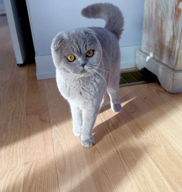 A grey Scottish Fold cat walking on wooden floor.