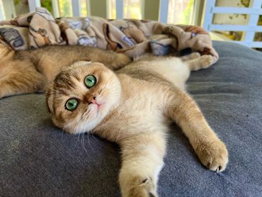 A Scottish Fold cat with striking green eyes lying relaxed on a bed.