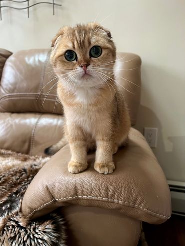Cute Scottish Fold kitten sitting on a beige leather couch armrest.