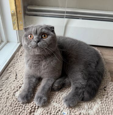 A gray Scottish Fold cat with wide amber eyes lying on a textured rug near a door.