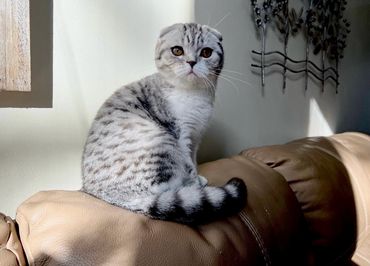 A Scottish Fold cat sitting on a brown leather couch.