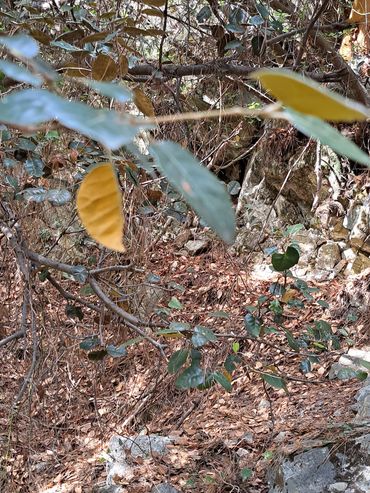 Golden Oak. The national Tree of Cyprus. The endemic Tree called Latzia! 