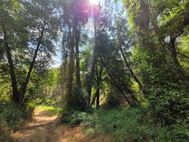 The nature beauty at Tzelefos Venetian Bridge. The green forest laying next to the river bed.