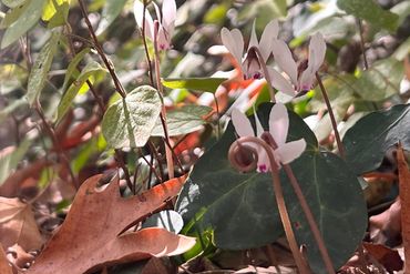 The endemic Cyprus cyclamen (Cyclamen cyprium Kotschy), has been designated as the national plant of