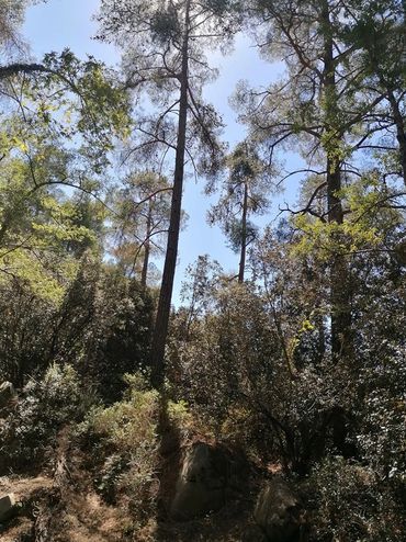 Tranquil Forest. Troodos Mountains.