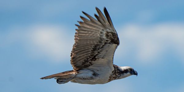 A bird of prey with spread wings flying in the sky.