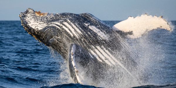 A humpback whale breaching the ocean surface, splashing water.
