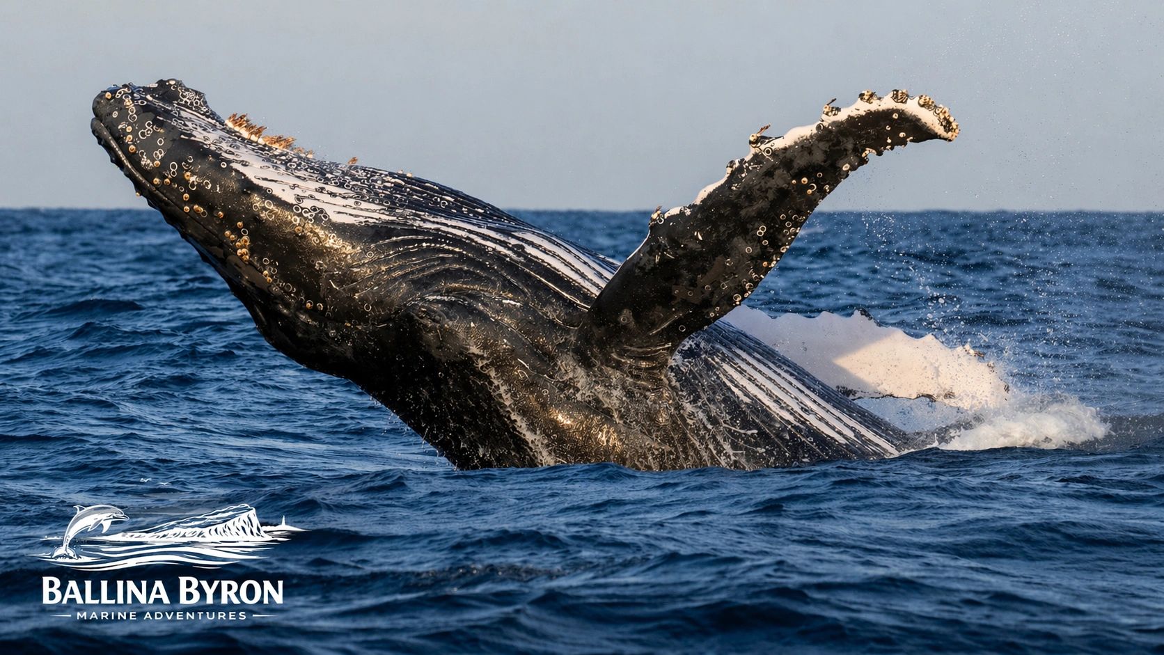 A humpback whale breaching the ocean surface with Ballina Byron Marine Adventures logo.