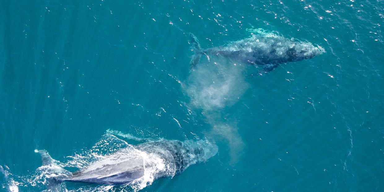 Two whales swimming close to the water surface in clear blue ocean.