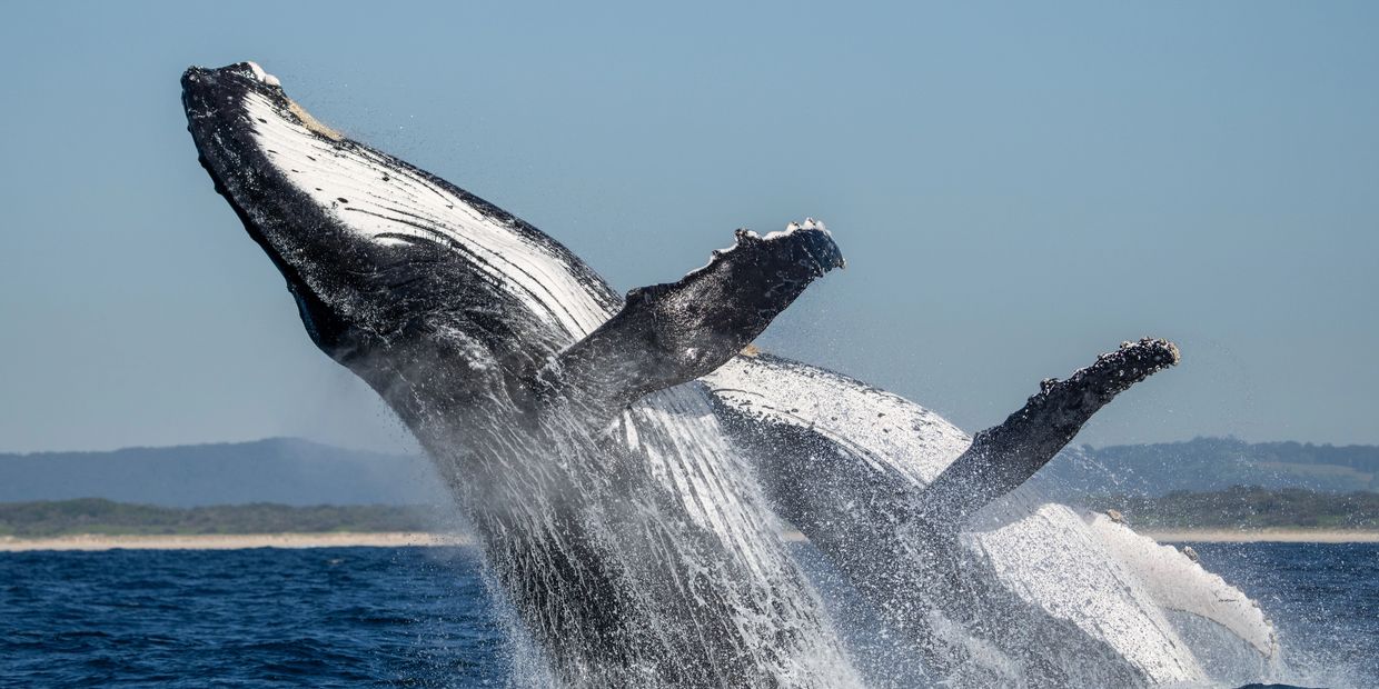 Two humpback whales breaching the ocean surface with a distant coastline.
