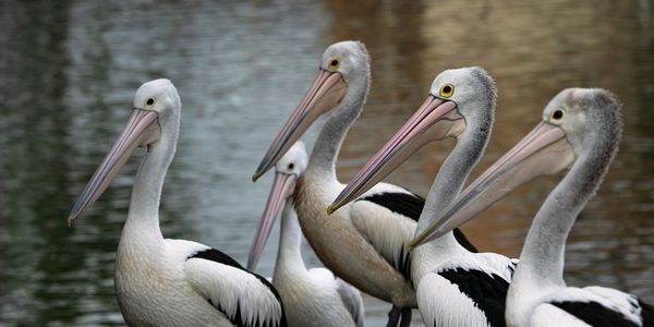 A group of pelicans standing near the water.