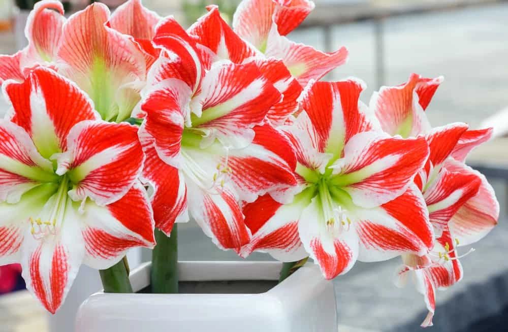 32 Different Types Of Amaryllis Flowers