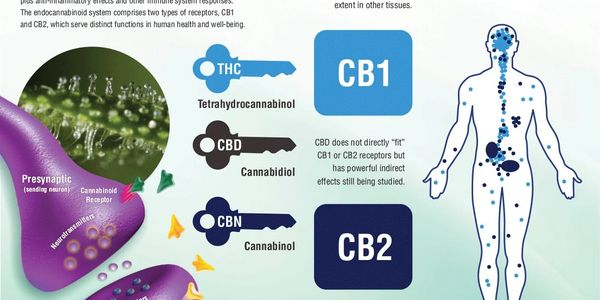 A human body with blue CB receptors. 3 keys, THC, CBD, and CBN. 