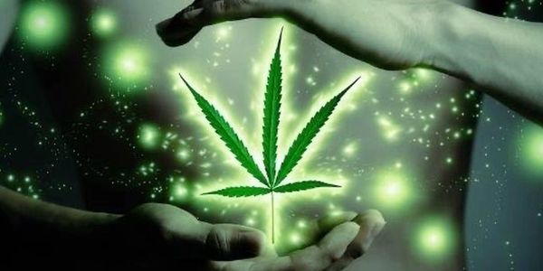 Two hands and a cannabis leaf