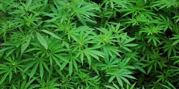 Field of marijuana leaves.