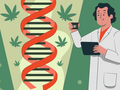 Dr. Scientist examining medical marijuana