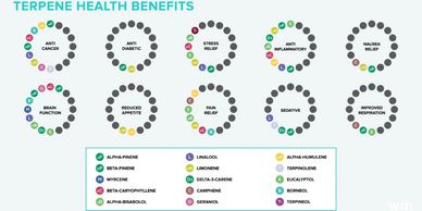 A chart with the various terpenes and their health benefits.