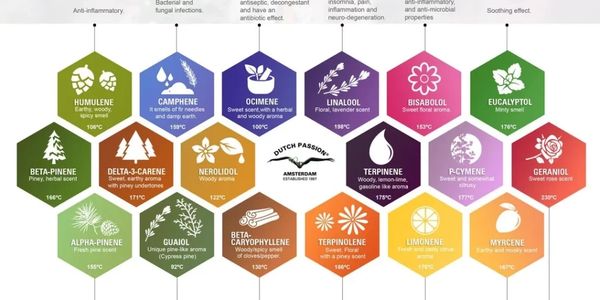 A guide of hexagons with all of the different terpenes and how they help. 