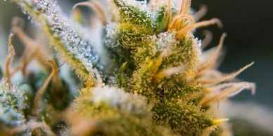 Extreme close up of marijuana bud