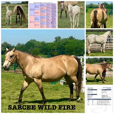 Collage showcasing Sarcee Wild Fire horse in various stages and details.
