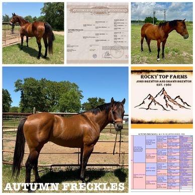 Collage showing a horse named Autumn Freckles, pedigree papers, and Rocky Top Farms logo.