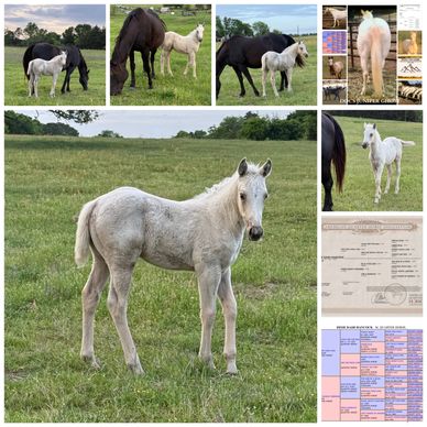 A white foal standing in a grassy field with adult horses nearby.
