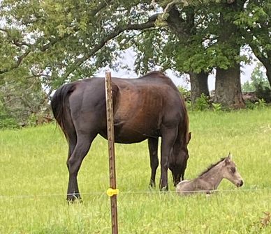 A horse and a foal in a grassy field with trees.