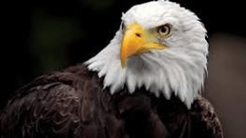 Englewood Eagles