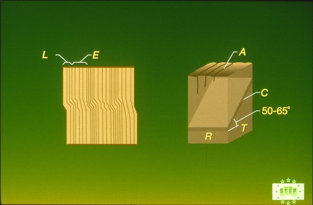 B2-3 Compression failure at fc,0. Buckling of fibres. (Hoffmeyer, 1990). LW latewood, EW earlywood, 