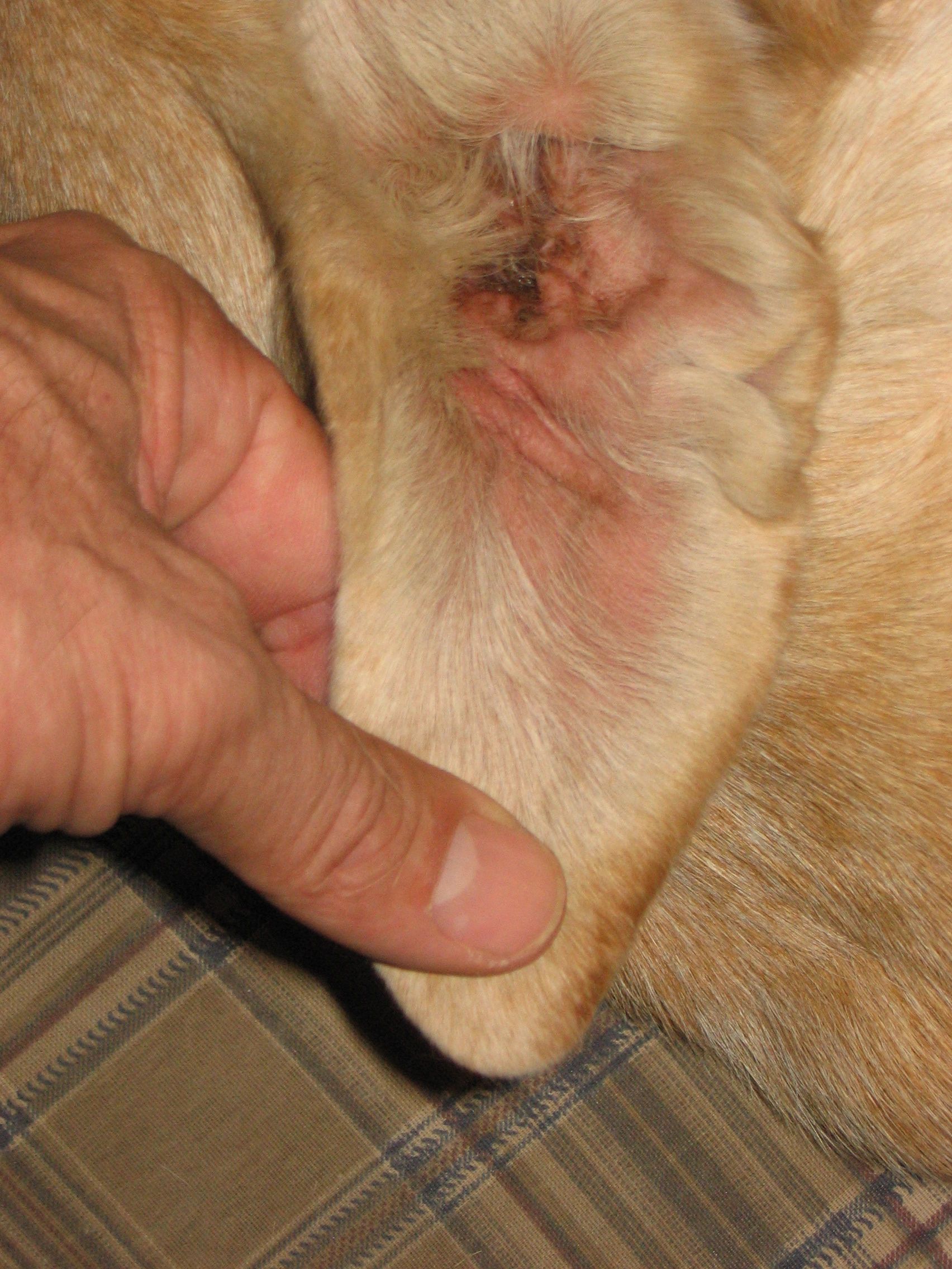 how much does hematoma surgery cost for dogs