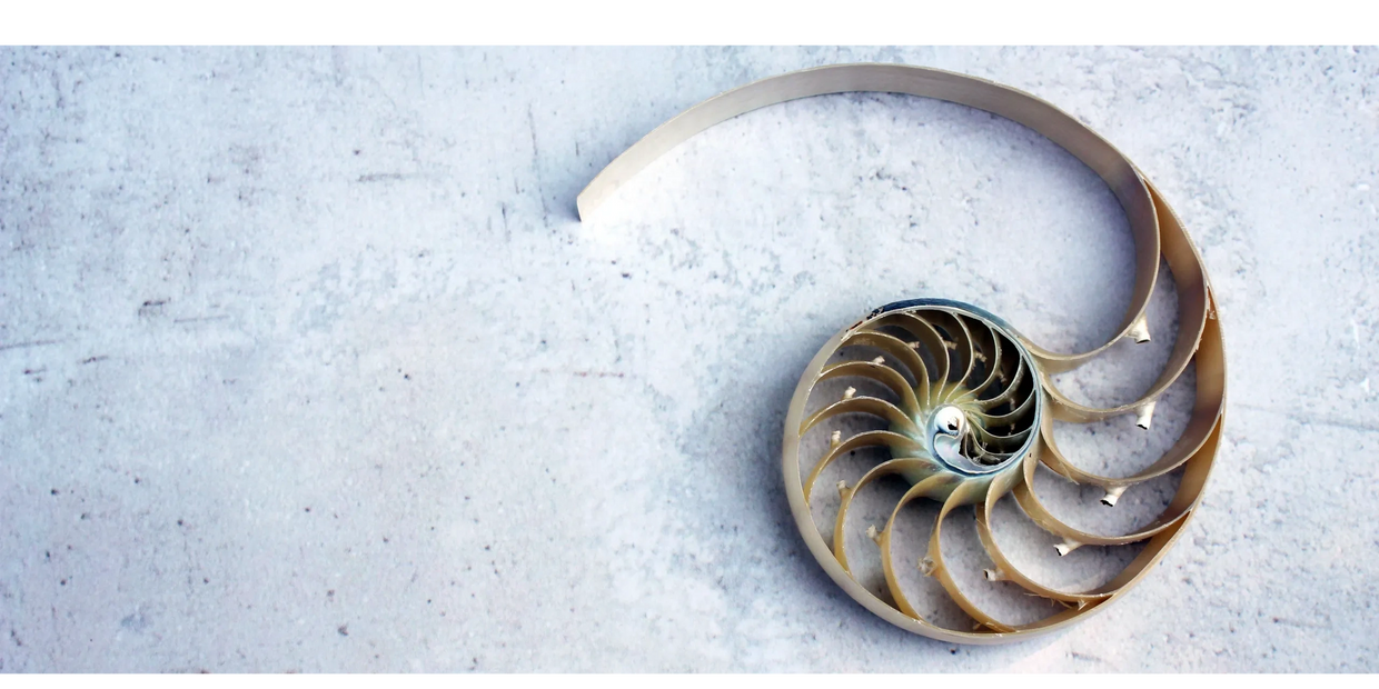 Un coquillage ayant la forme de la spirale d'or