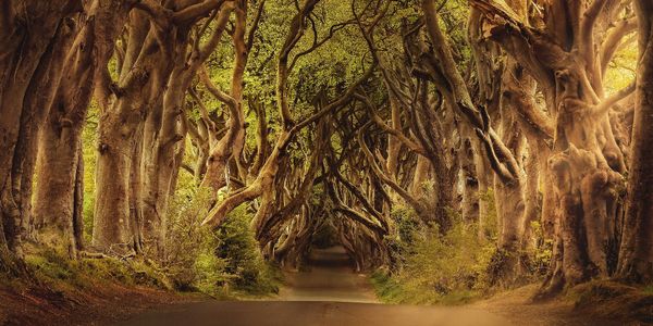 Une forêt dense traversée par un chemin