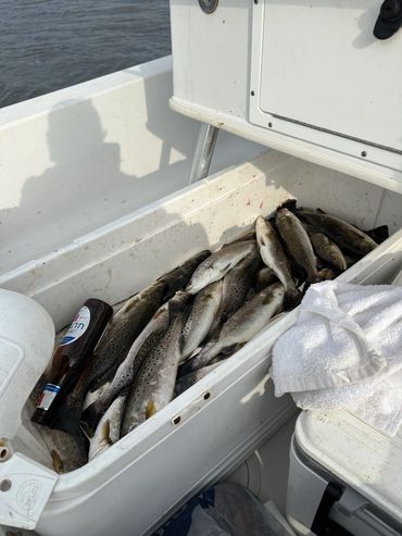 Inshore fishing trips 