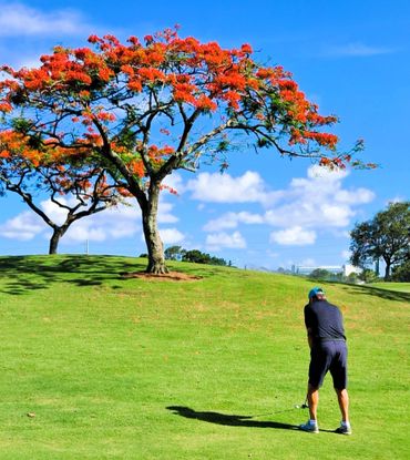 A golfer prepares to putt on a sunny course with vibrant flowering trees.