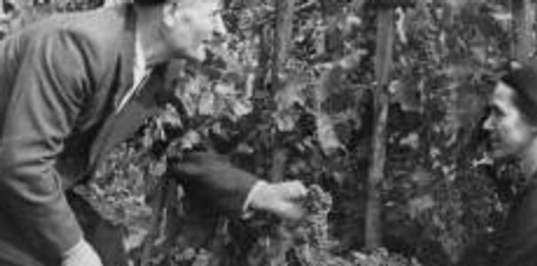 Two people examining plants in a garden or vineyard.